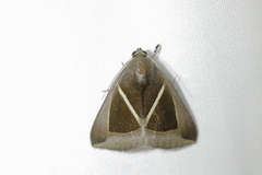 Chalciope mygdon