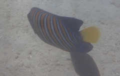 Pygoplites diacanthus