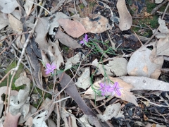 Thysanotus patersonii