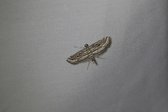 Parapoynx fluctuosalis