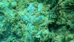 Chromis limbata