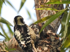 Yungipicus canicapillus