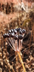 Allium wallichii
