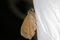Spirama helicina