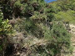 Aciphylla squarrosa
