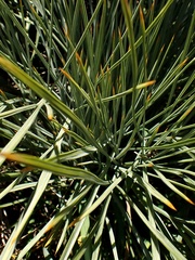 Aciphylla squarrosa