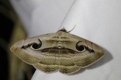 Spirama helicina