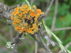 Teloschistes chrysophthalmus