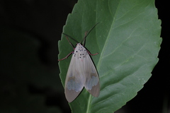 Amerila astreus