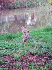 Burhinus capensis