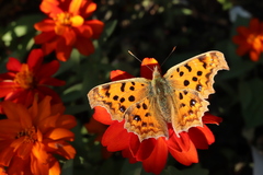 Polygonia c-aureum
