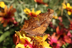 Polygonia c-aureum