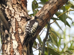 Yungipicus canicapillus