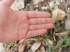 Eragrostis amabilis