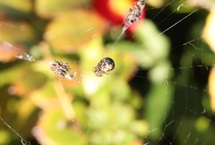 Cyclosa vallata