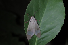 Amerila astreus
