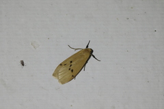 Macotasa orientalis