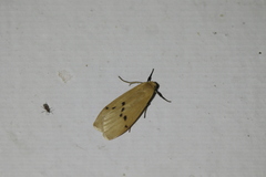 Macotasa orientalis