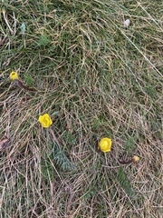 Ranunculus gunnianus