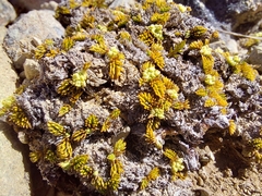 Anisotome imbricata prostrata
