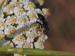 Leucostomatini
