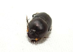 Onthophagus