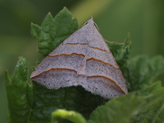 Colobochyla salicalis