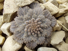 Notothlaspi rosulatum