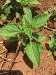 Ageratum conyzoides