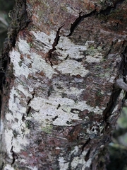 Opegrapha