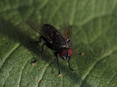 Sarcophagidae