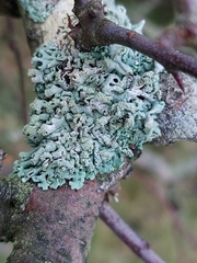 Hypogymnia tubulosa