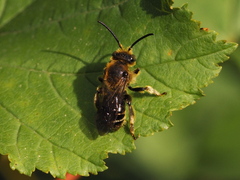 Macropis