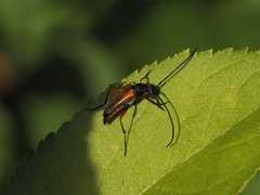 Stenurella jaegeri