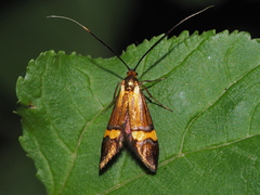 Nemophora degeerella