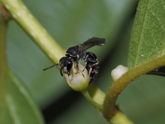 Hylaeus