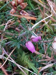 Erica cinerea