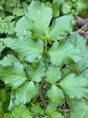Smyrnium olusatrum