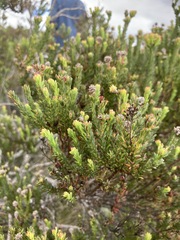 Leucadendron linifolium