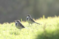 Motacilla capensis capensis