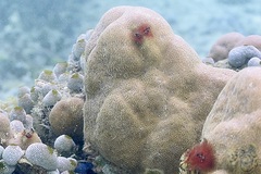 Spirobranchus corniculatus