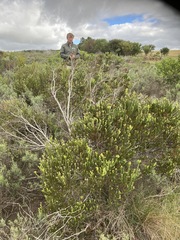 Leucadendron linifolium