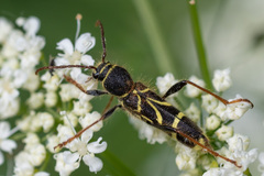Cyrtoclytus capra