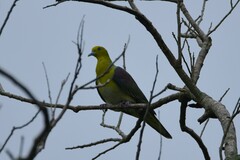 Treron sieboldii sieboldii