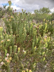 Leucadendron linifolium