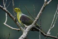 Treron sieboldii sieboldii