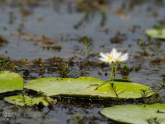 Nymphoides
