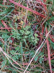 Pedicularis sylvatica