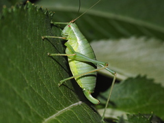 Isophya pyrenaea