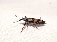 Rhinotia semipunctata